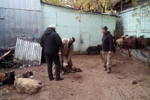 Нелегальная точка забоя баранов