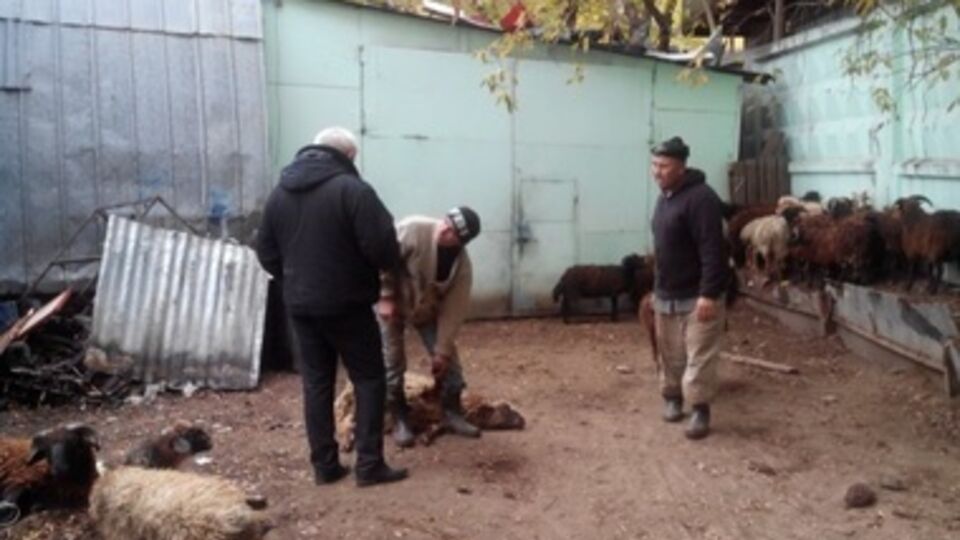 Нелегальная точка забоя баранов