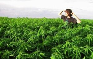 Клубам коноплеводов нельзя выращивать марихуану в радиусе 150 метров от школ и наркоклиник