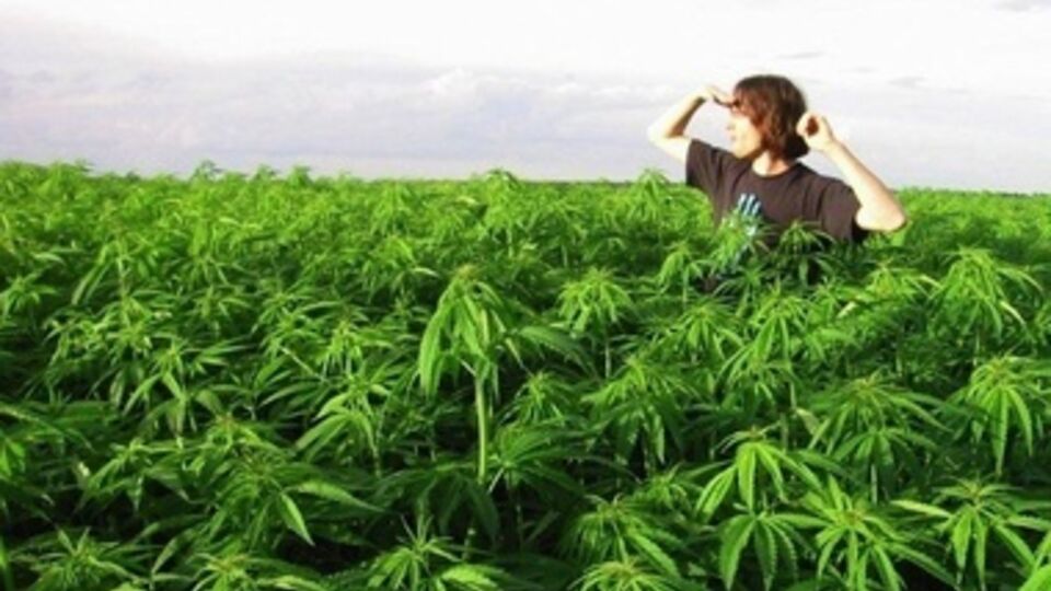 Клубам коноплеводов нельзя выращивать марихуану в радиусе 150 метров от школ и наркоклиник