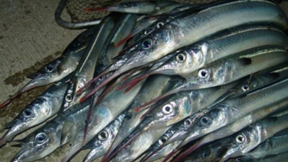 Сарган стал дорогим удовольствием для крымчан