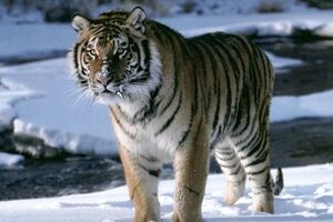 Тигры уходят из России