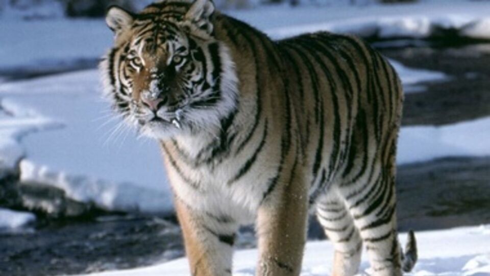 Тигры уходят из России