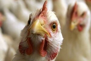 Всех кур на ферме уничтожили