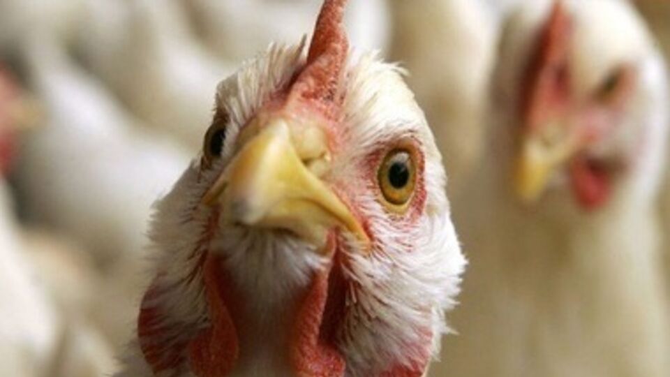 Всех кур на ферме уничтожили