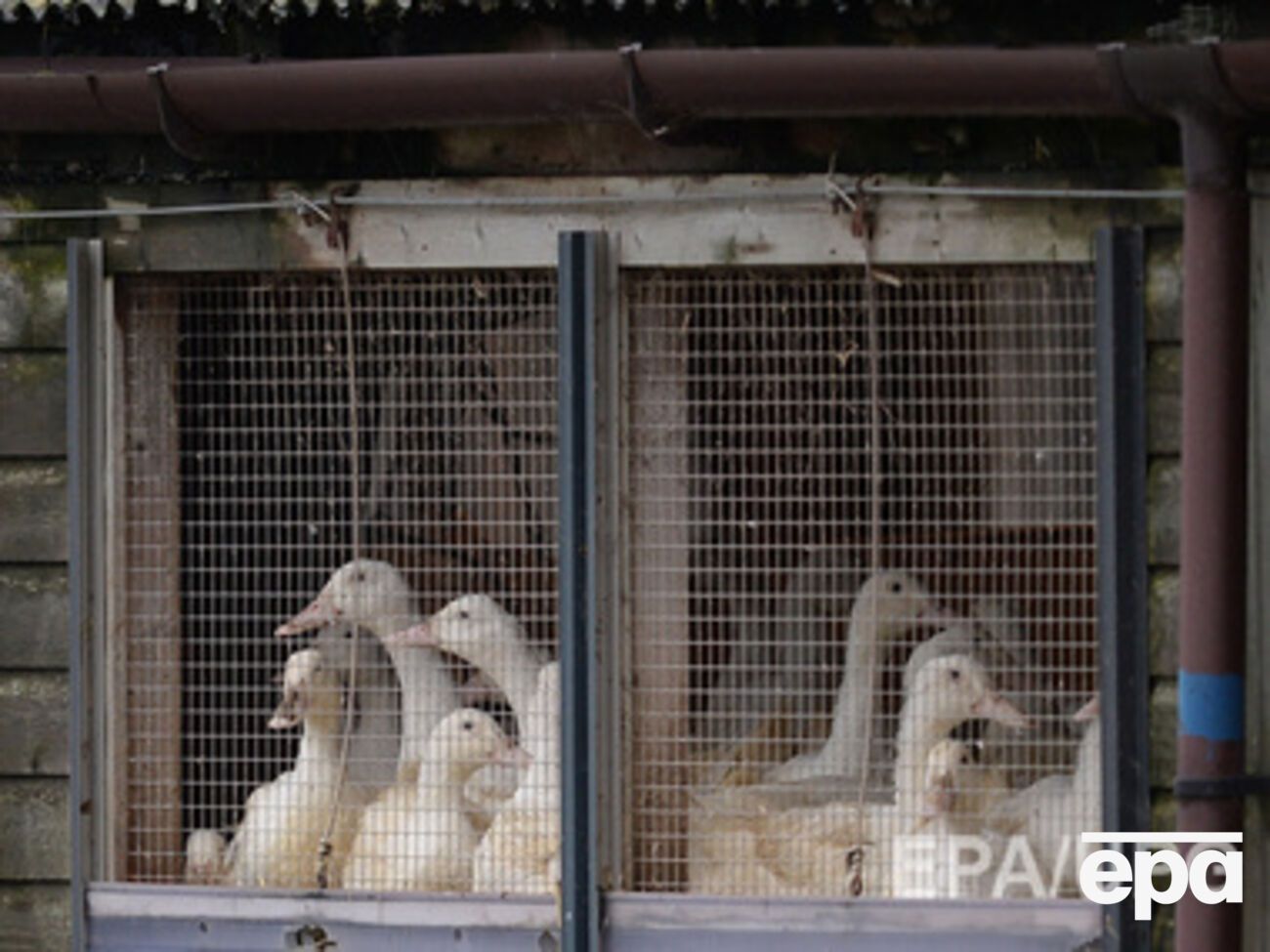 Вспышка птичьего гриппа зафиксирована в Европе в начале ноября