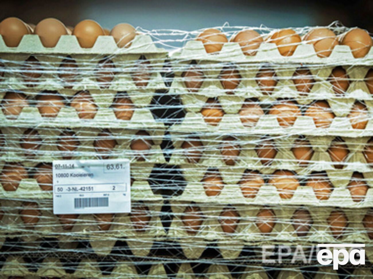 В трех европейских странах зафиксирована вспышка птичьего гриппа. Фоторепортаж