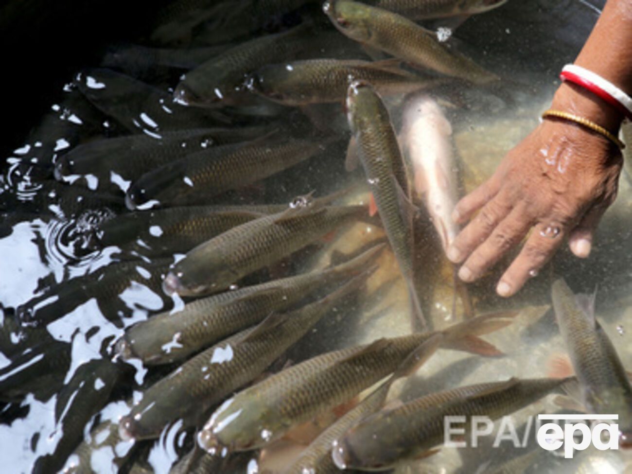 Крымчане не получили иностранную рыбу