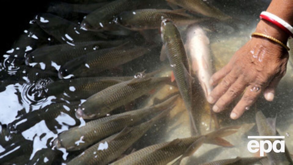 Крымчане не получили иностранную рыбу