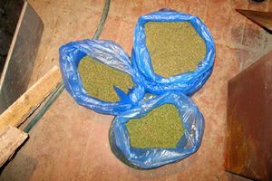 Сепаратисты-растаманы. В Славянске милиция изъяла четыре мешка марихуаны. Фоторепортаж