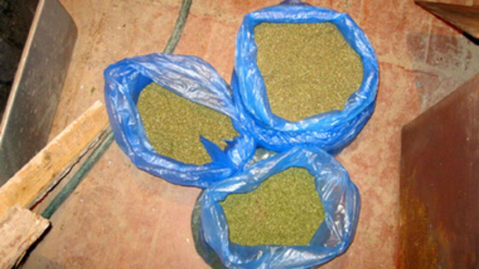 Сепаратисты-растаманы. В Славянске милиция изъяла четыре мешка марихуаны. Фоторепортаж