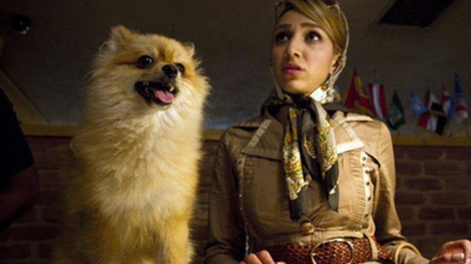 С собакой нельзя будет ни играть, ни гулять в общественных местах Ирана