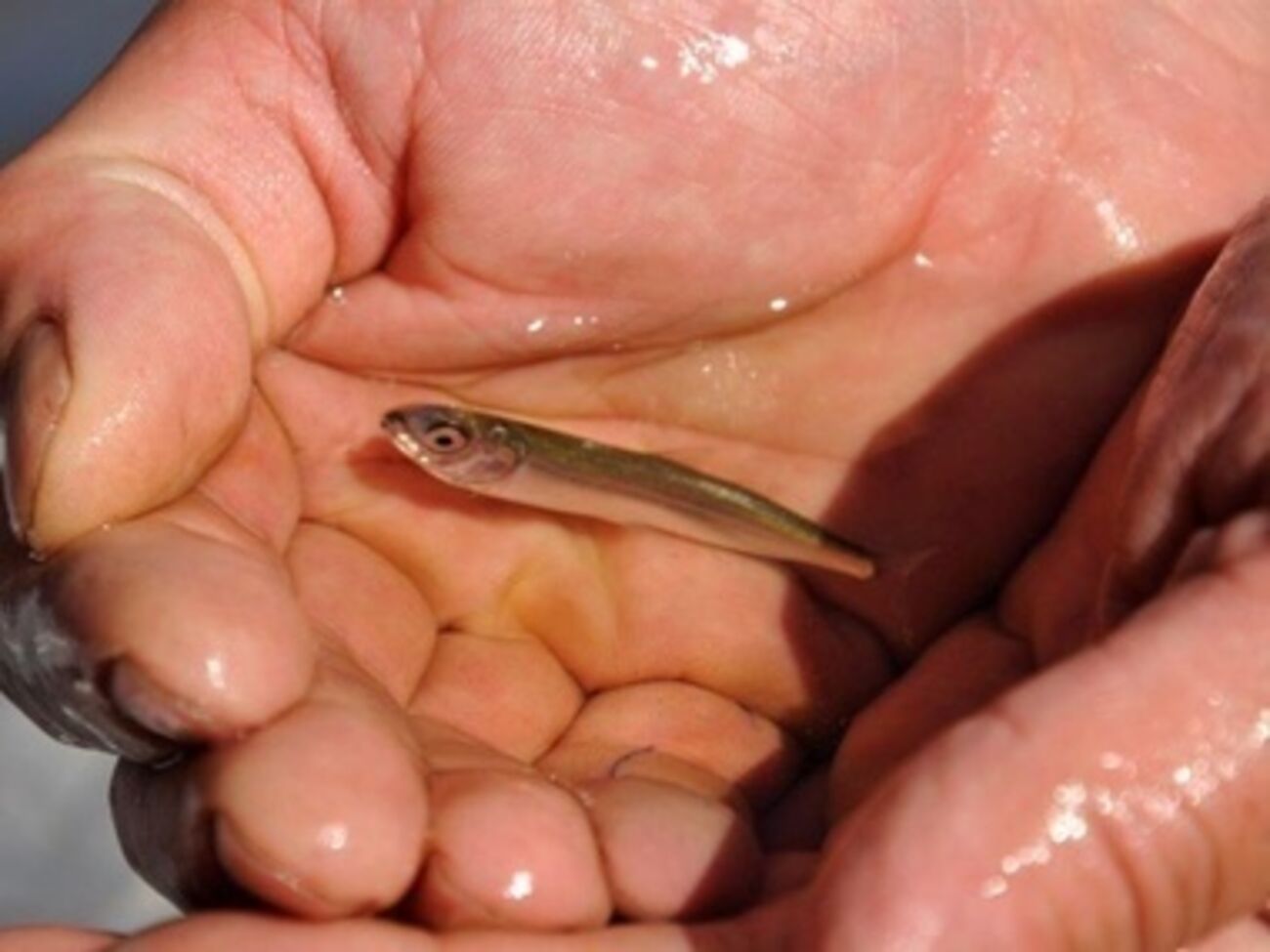 В Норвегии придумали, как ответить на санкции России