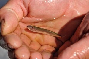 В Норвегии придумали, как ответить на санкции России