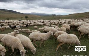 Удаленные районы Великобритании оснастят доступом к сети интернет с помощью пасущихся на лугах овец