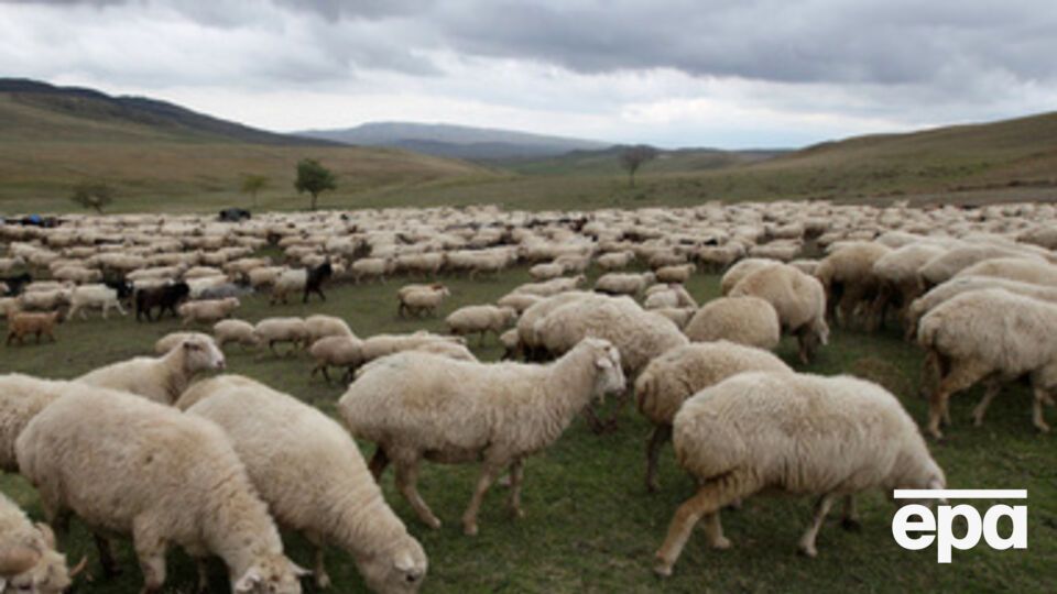 Удаленные районы Великобритании оснастят доступом к сети интернет с помощью пасущихся на лугах овец