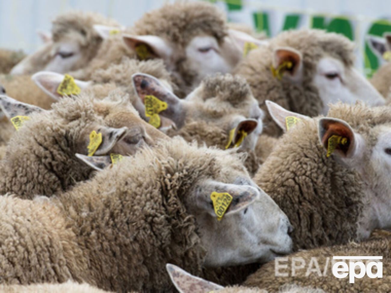 375 овец вернули на материковую Украину