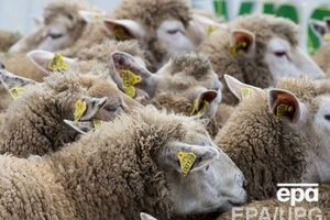 375 овец вернули на материковую Украину