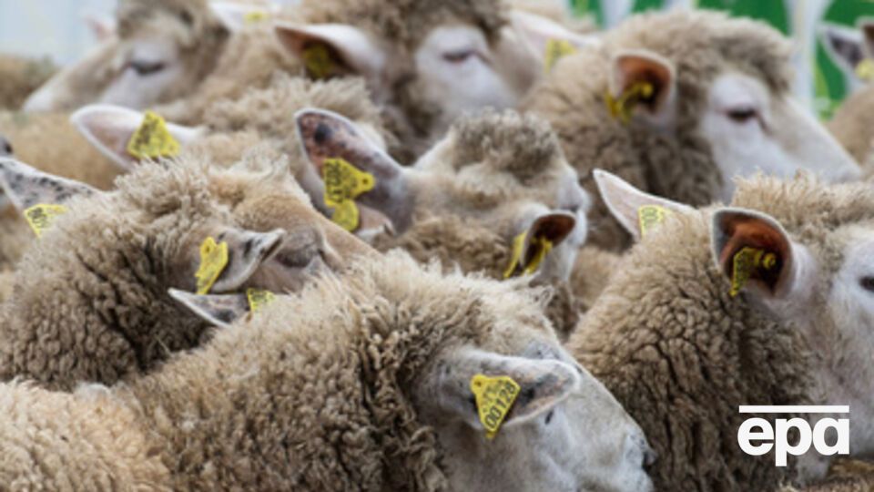 375 овец вернули на материковую Украину