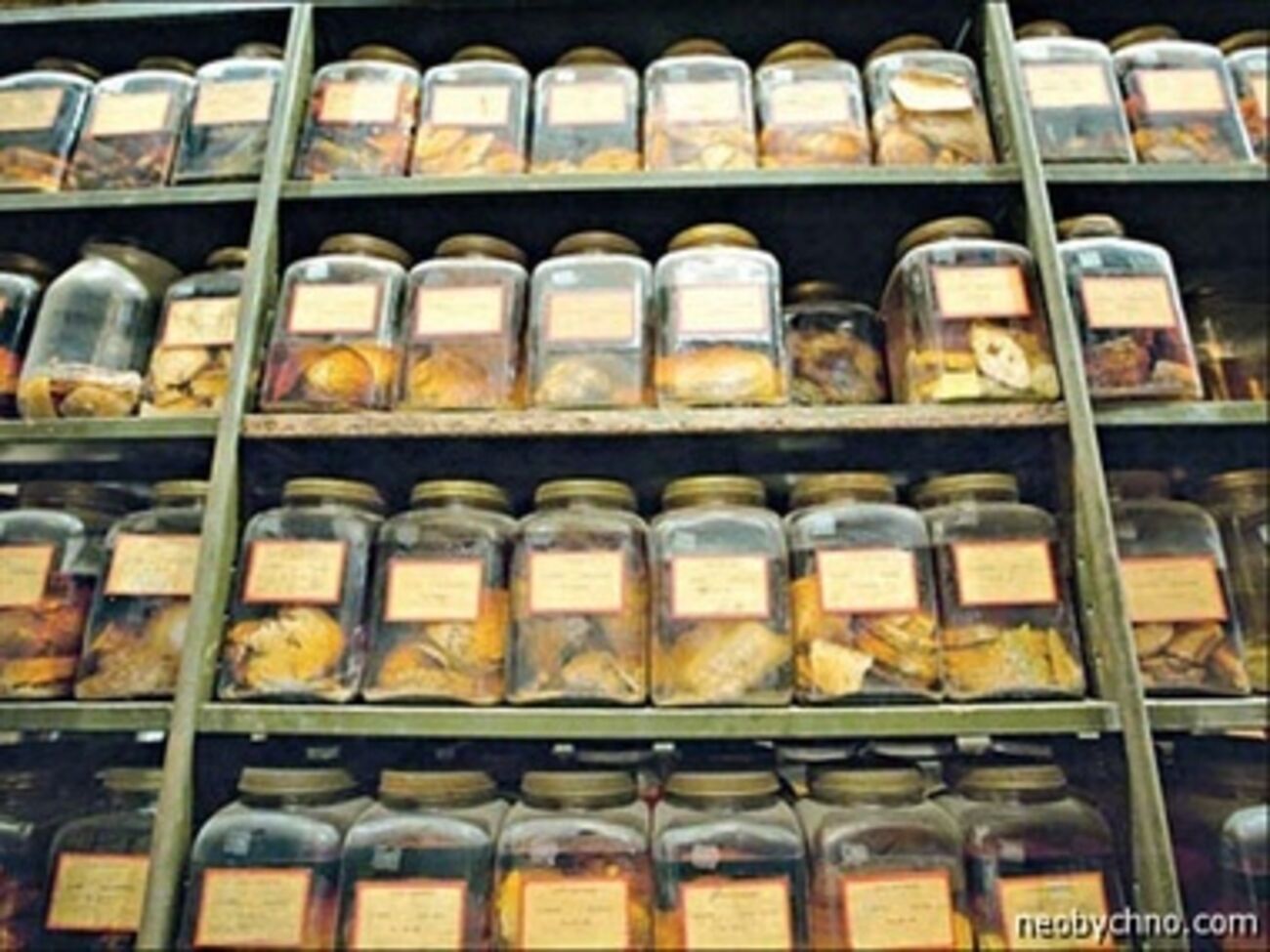 Коллекция мозгов хранится в Техасском университете в Остине