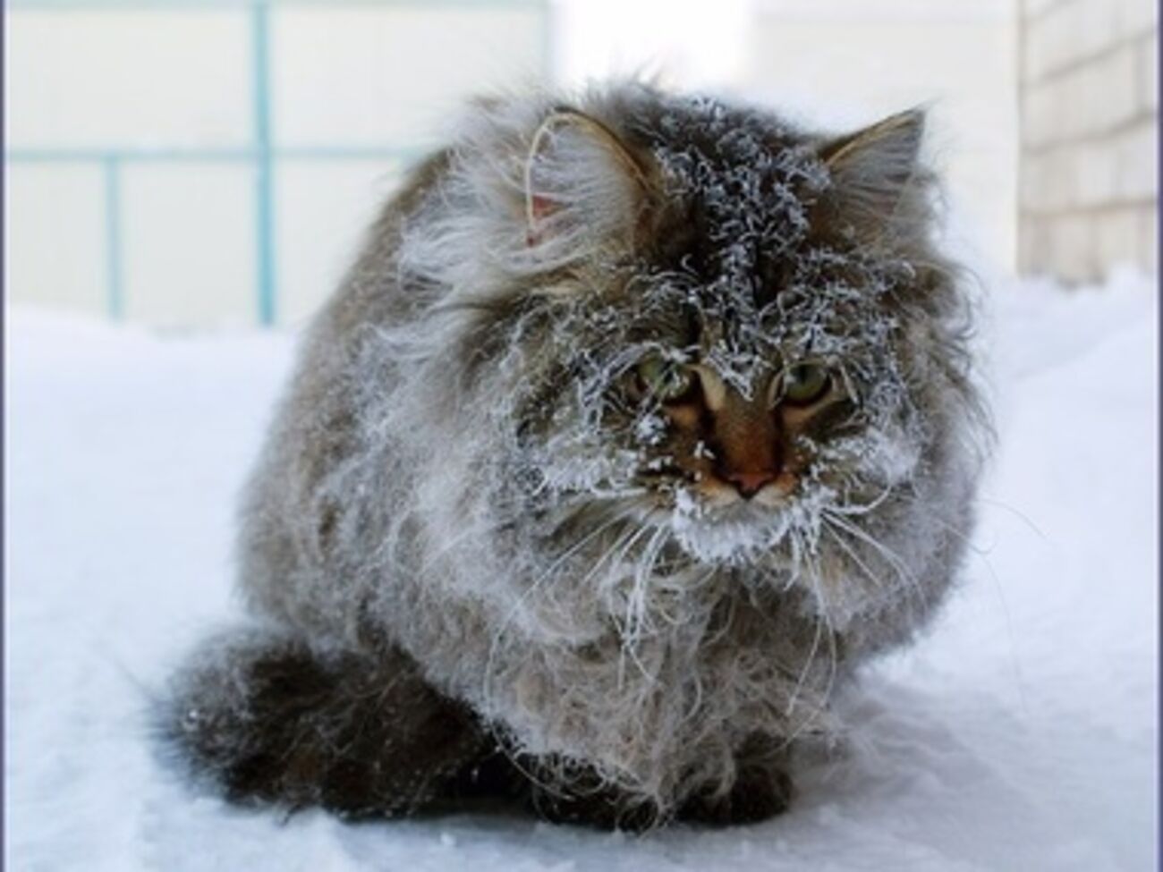 В новогоднюю ночь будет холодно