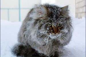 В новогоднюю ночь будет холодно