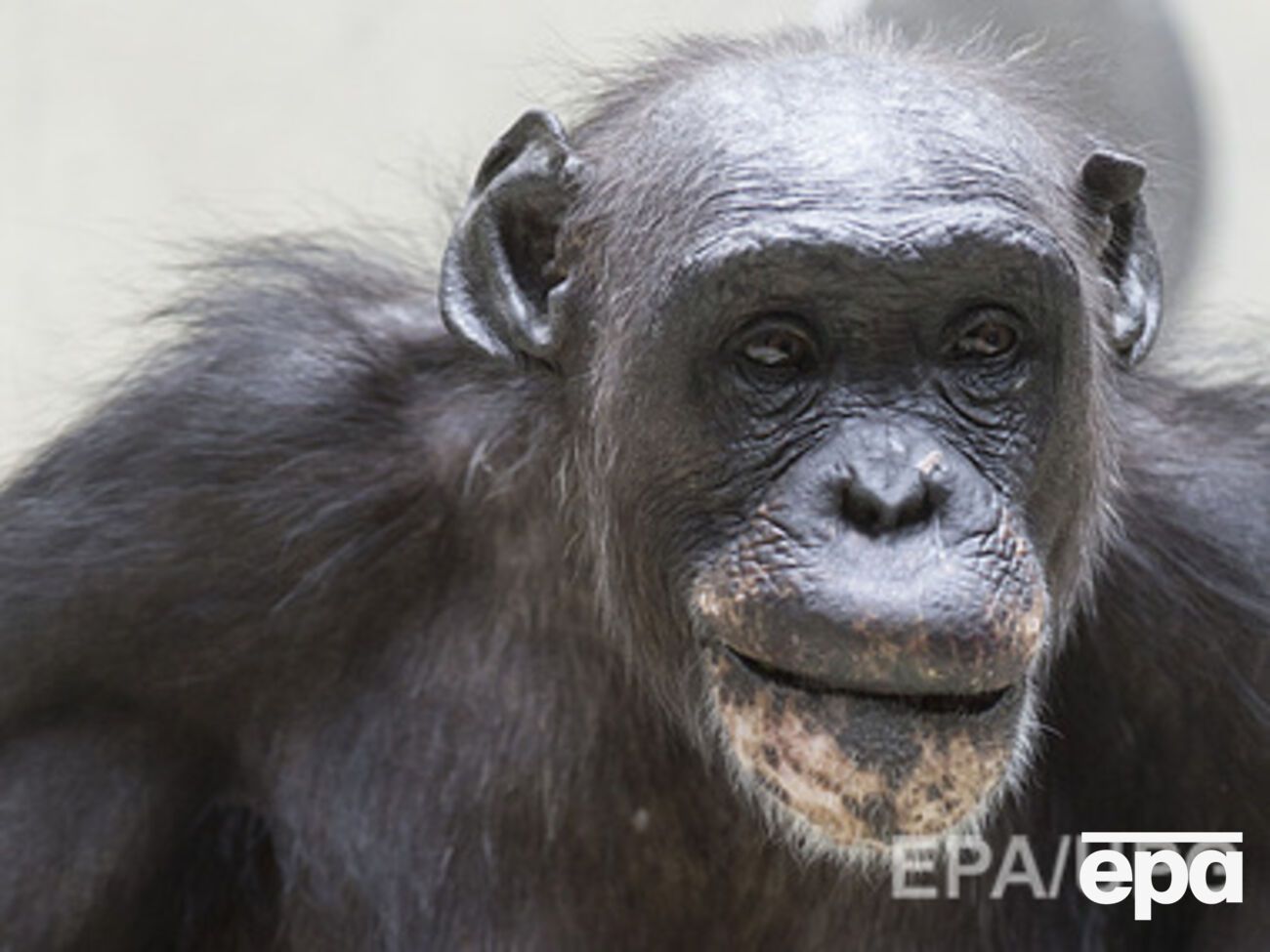 Активисты обжалуют решение суда об отказе наделить шимпанзе человеческими правами