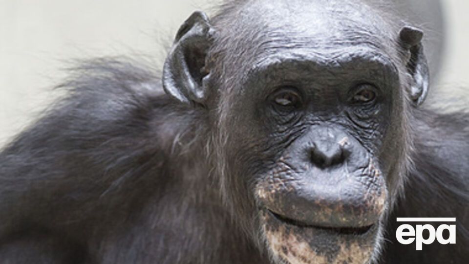 Активисты обжалуют решение суда об отказе наделить шимпанзе человеческими правами