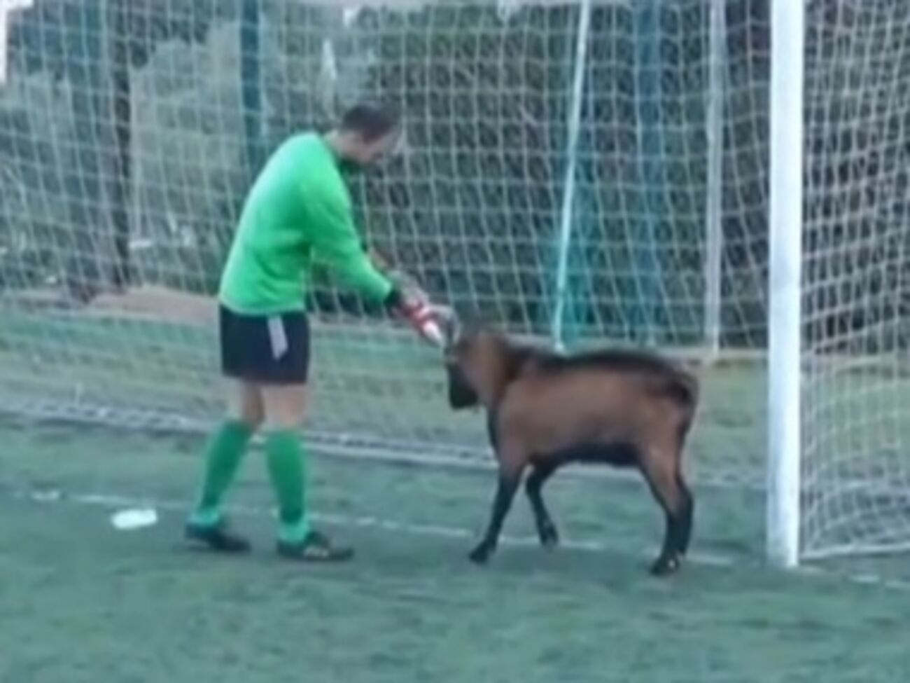 Животное удалось спровадить лишь со второй попытки