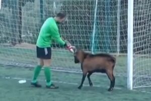 Животное удалось спровадить лишь со второй попытки