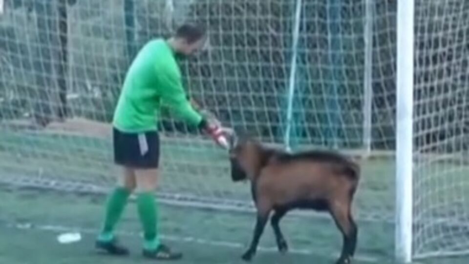 Животное удалось спровадить лишь со второй попытки