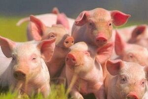 138 домашних животных уничтожат