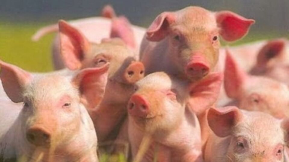 138 домашних животных уничтожат