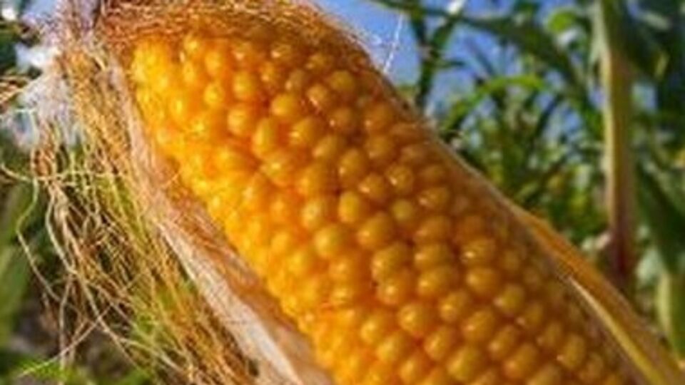 Сорт Pioneer 1507