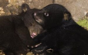 В Киевском зоопарке родились два медвежонка