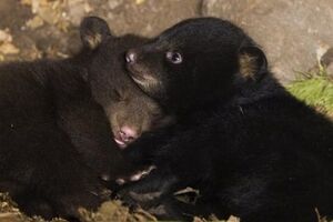 В Киевском зоопарке родились два медвежонка