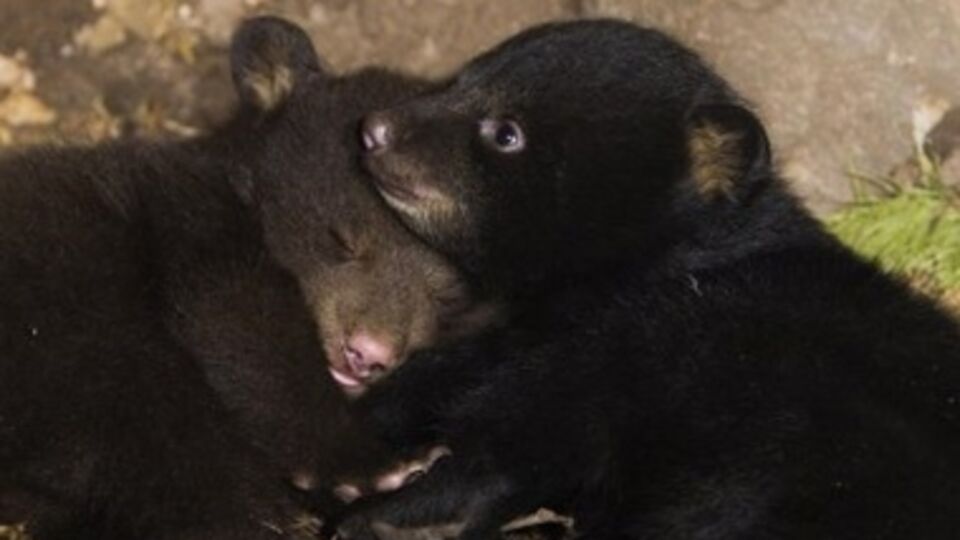 В Киевском зоопарке родились два медвежонка