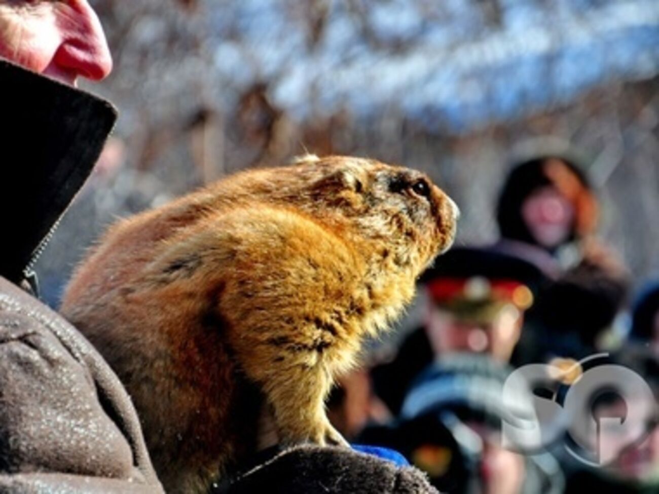Харьковский байбак Тимка