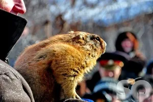 Харьковский байбак Тимка