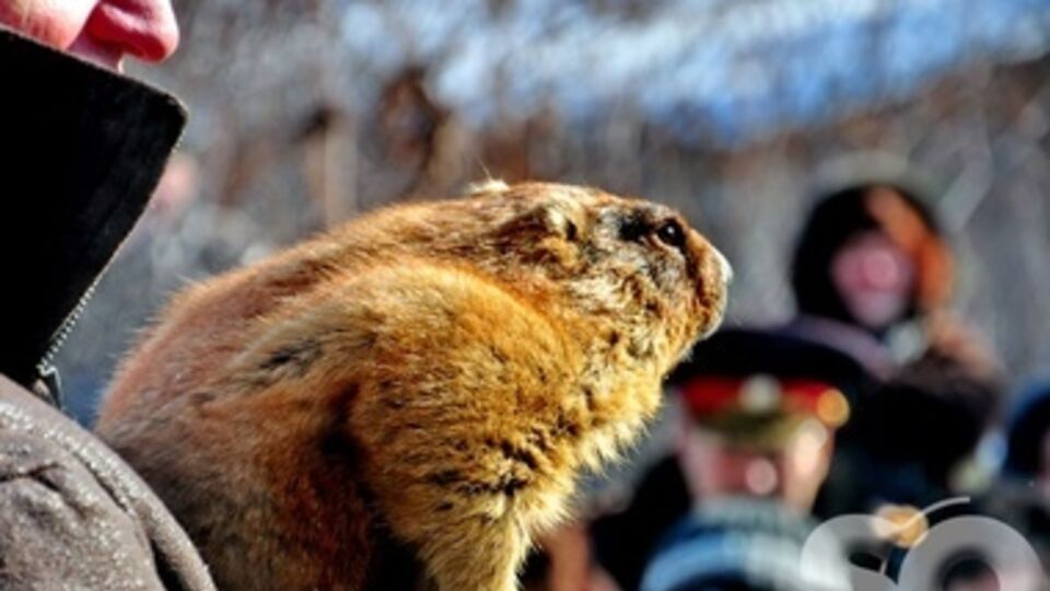 Харьковский байбак Тимка