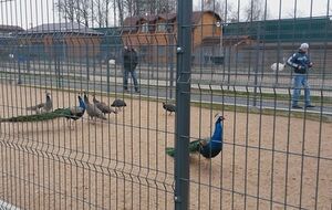 В резиденции "Межигорье"