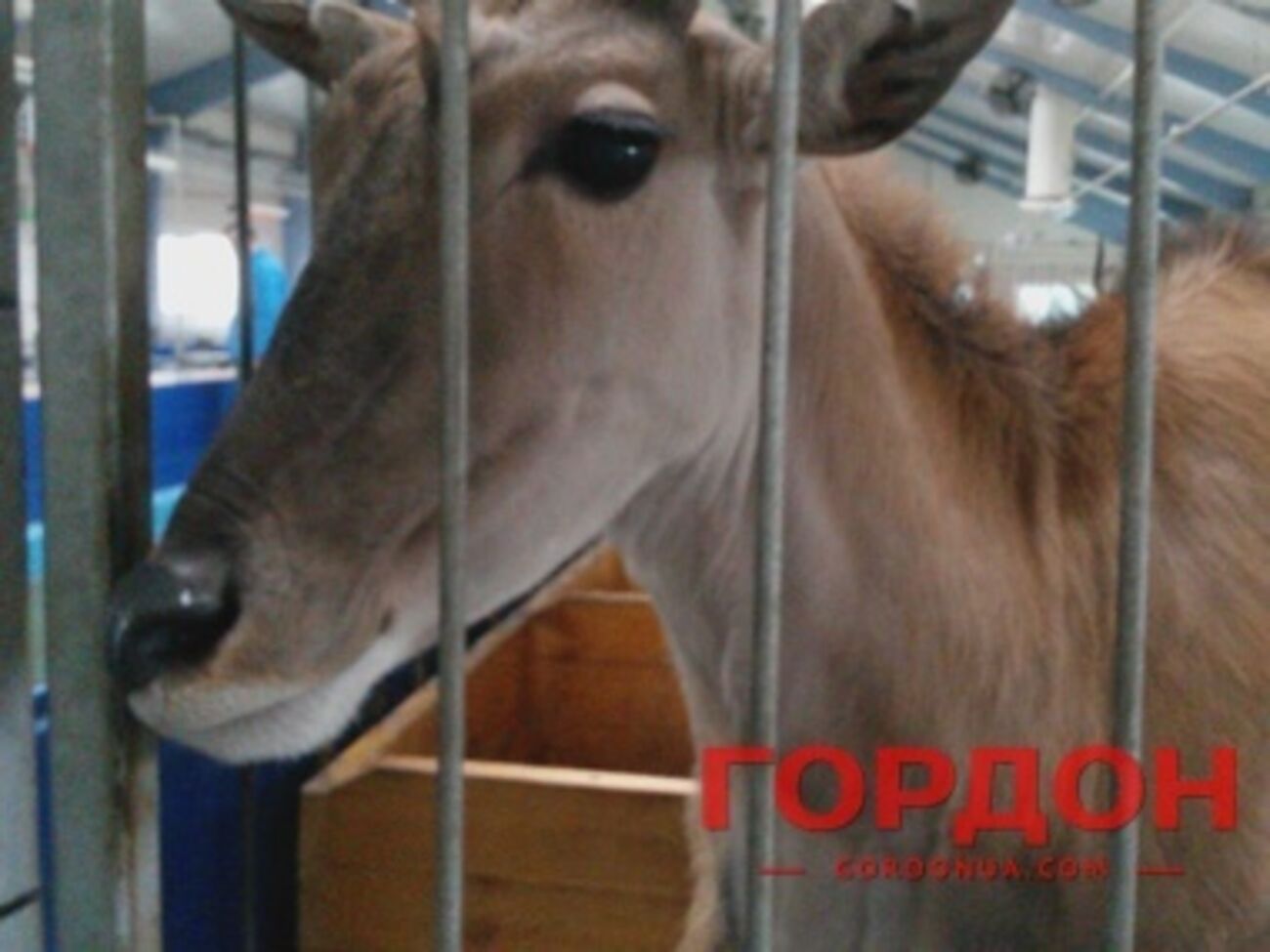 Антилопа в зоопарке Януковича