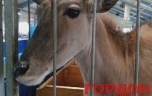 Антилопа в зоопарке Януковича