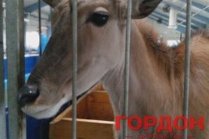 Антилопа в зоопарке Януковича