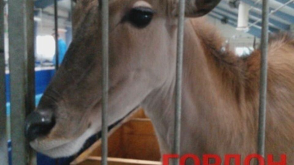 Антилопа в зоопарке Януковича