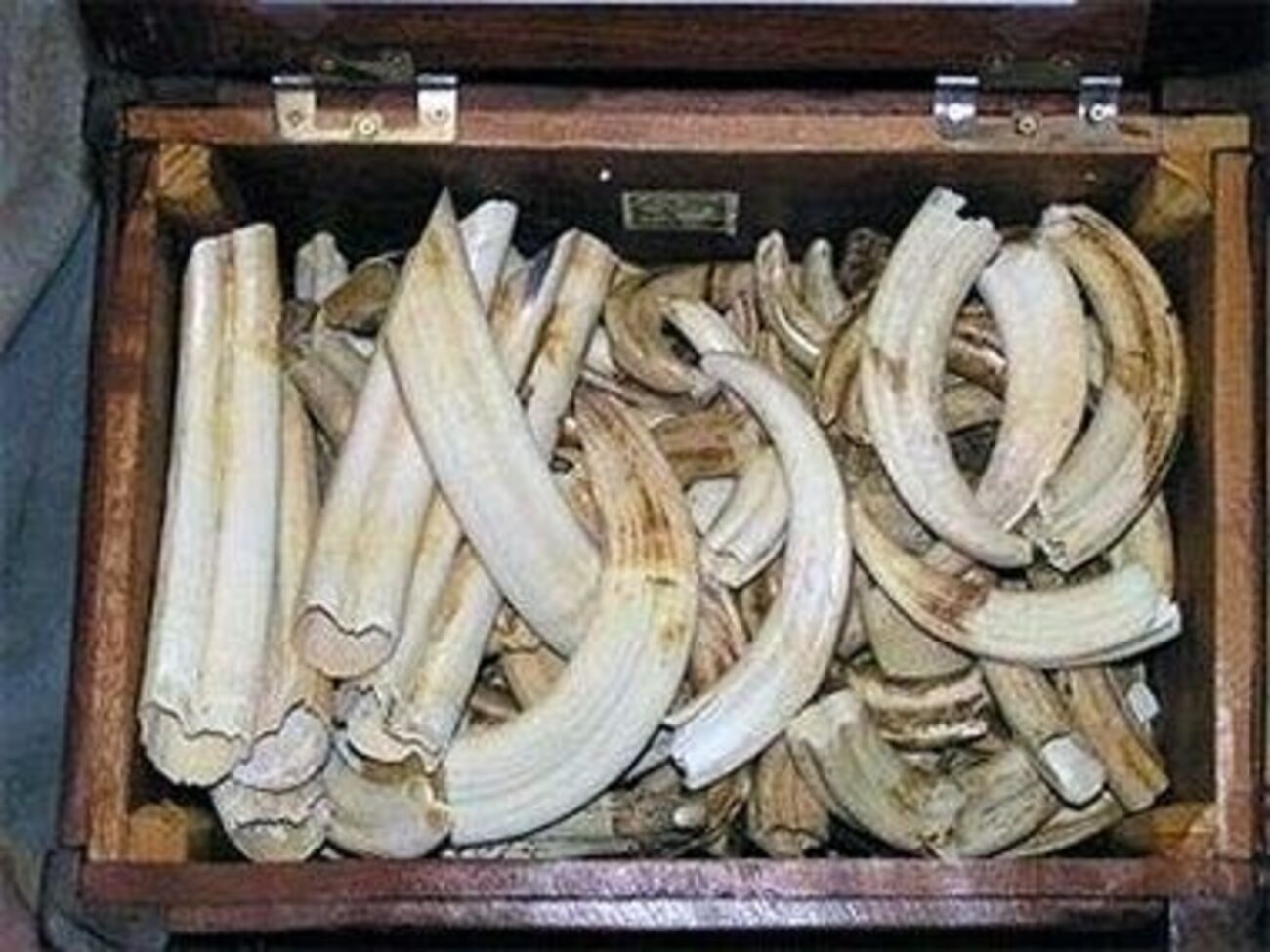 Больше всего слонов убивают в Китае