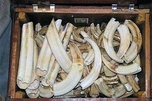 Больше всего слонов убивают в Китае