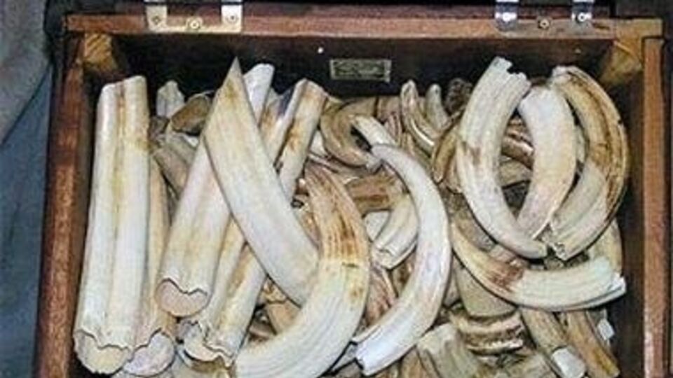 Больше всего слонов убивают в Китае