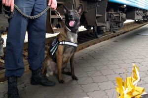 Найти взрывчатку помог служебный пес