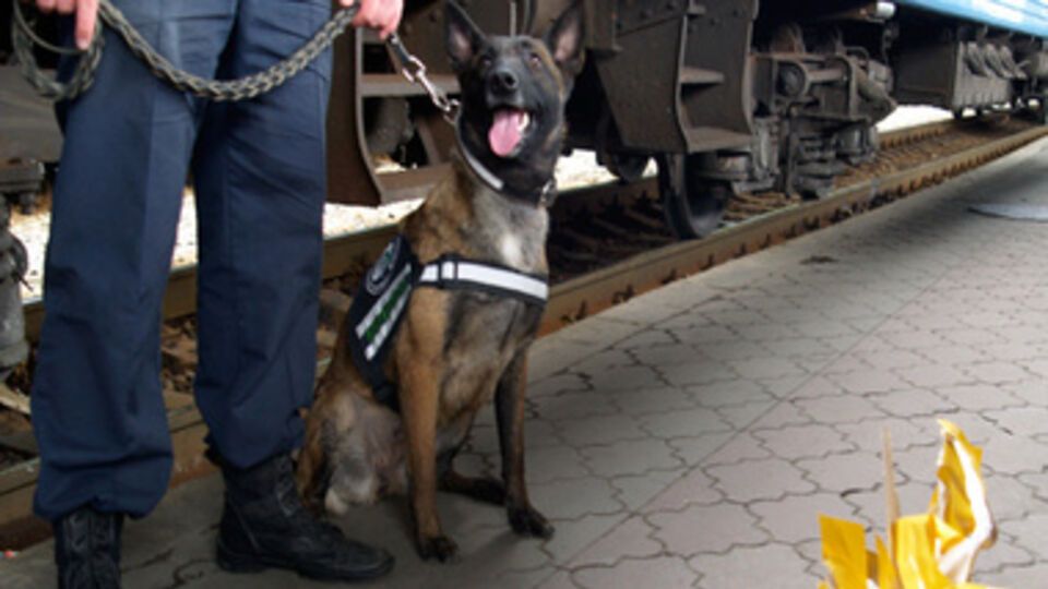 Найти взрывчатку помог служебный пес